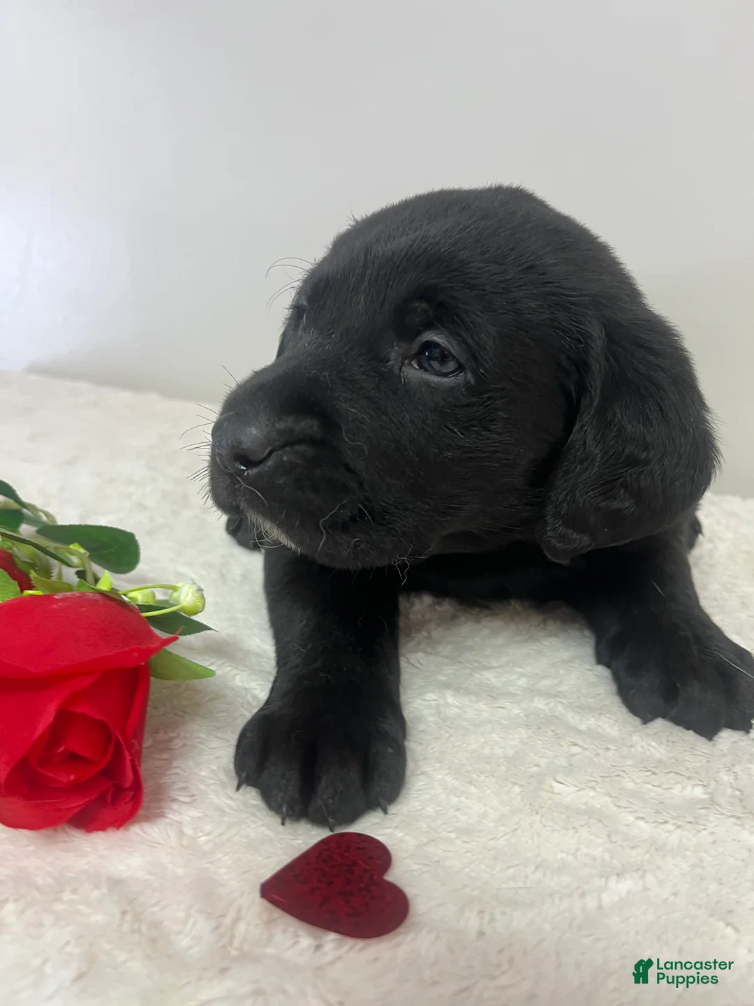 Labrador Retriever dogs for sale: Ace - Ad 5