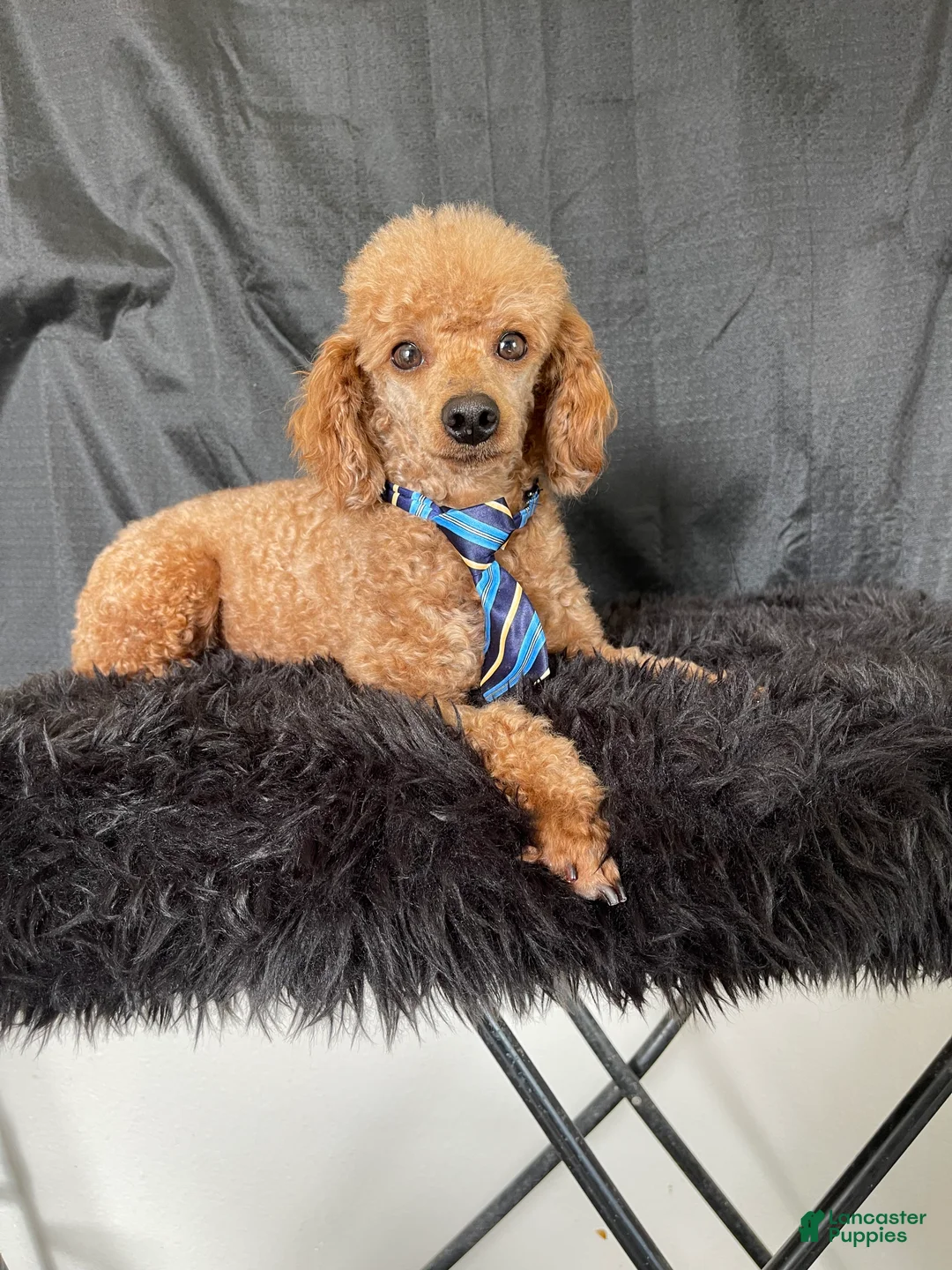 Toy Poodle dogs for sale: Akc Clear Red Bred Milo - Ad 3