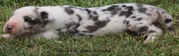 Great Dane dogs for sale: Great Dane 2 - Ad 7
