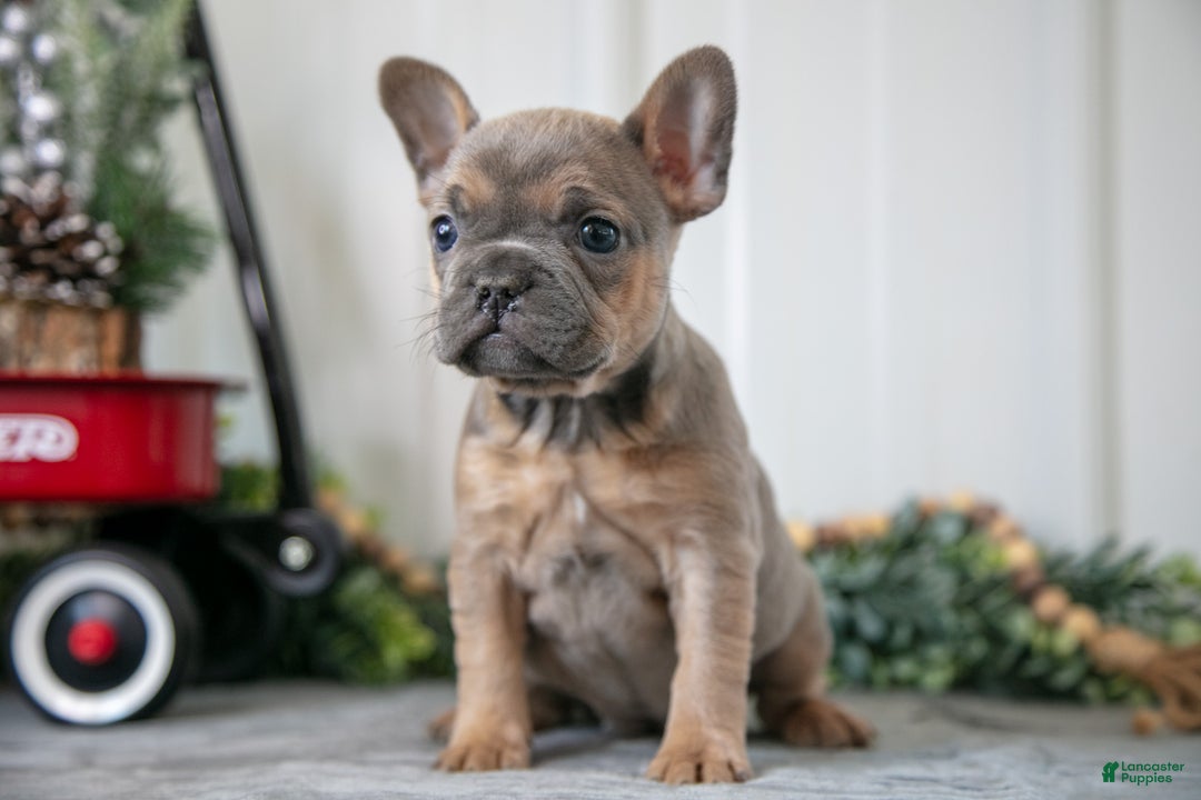 Mixed Breed dogs for sale: Maisie - Ad 2