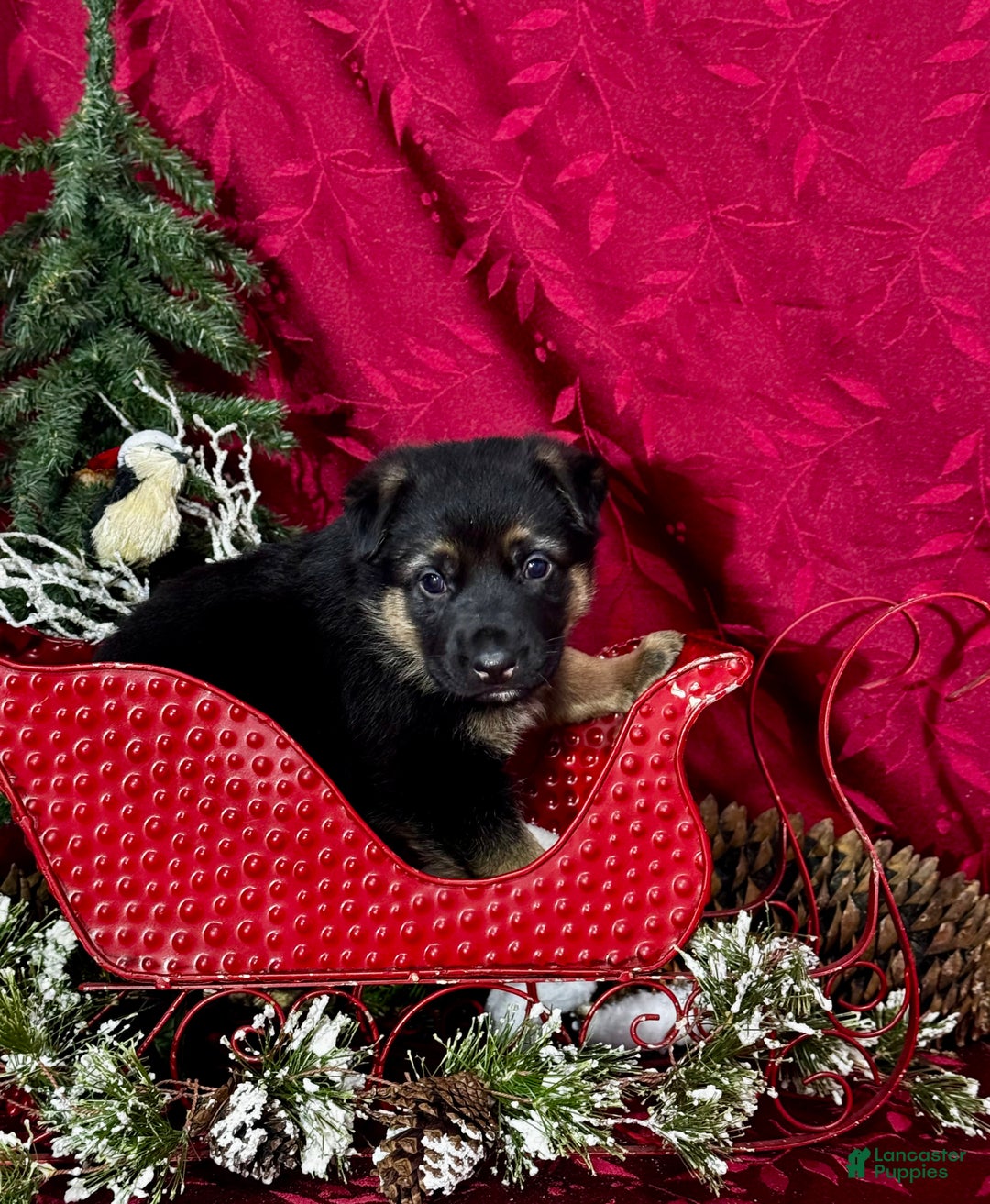 German Shepherd dogs for sale: Reno - Ad 2