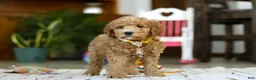 Mini Goldendoodle dogs for sale: Sam - Ad 2