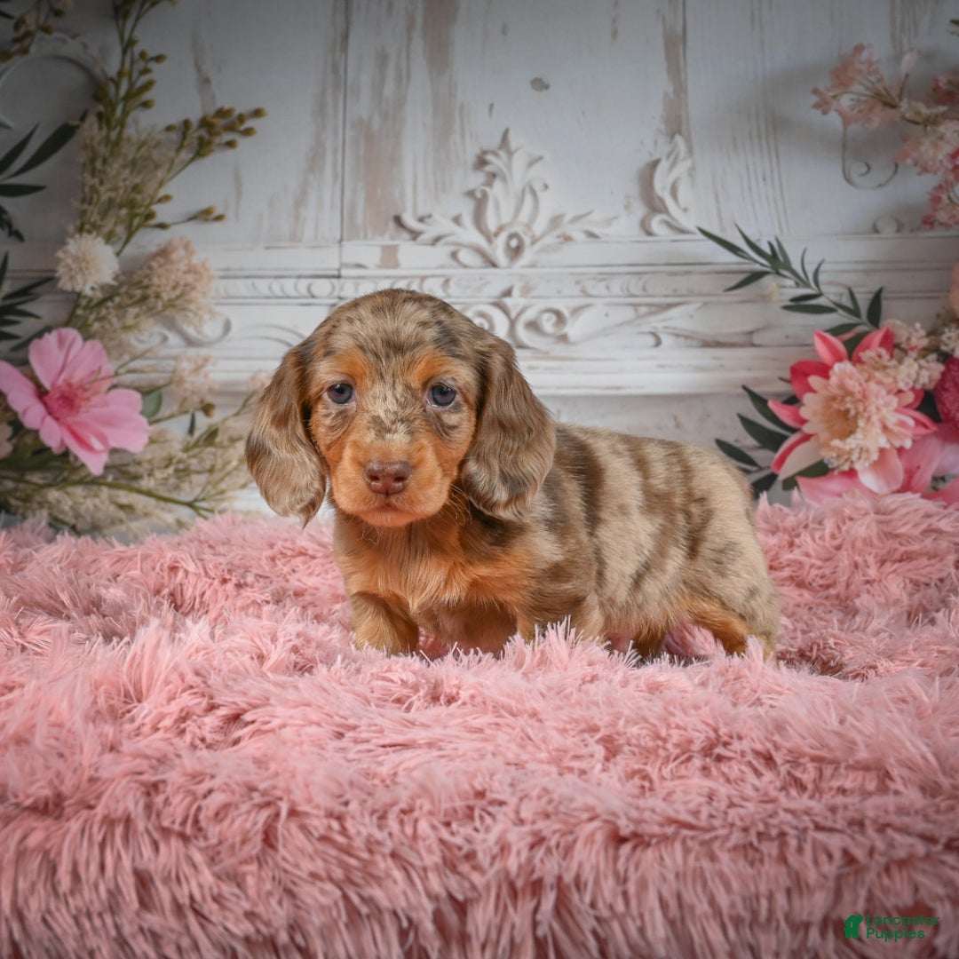 Miniature Dachshund dogs for sale: AKC-Ruger - Ad 2
