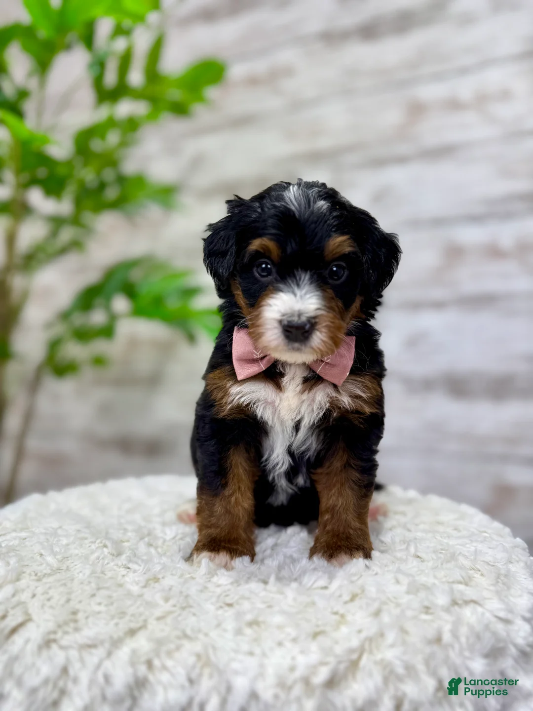 Mini Bernedoodle dogs for sale: 🌹Rosie - Ad 6