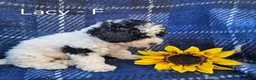 Miniature Poodle dogs for sale: Lacy - Ad 2