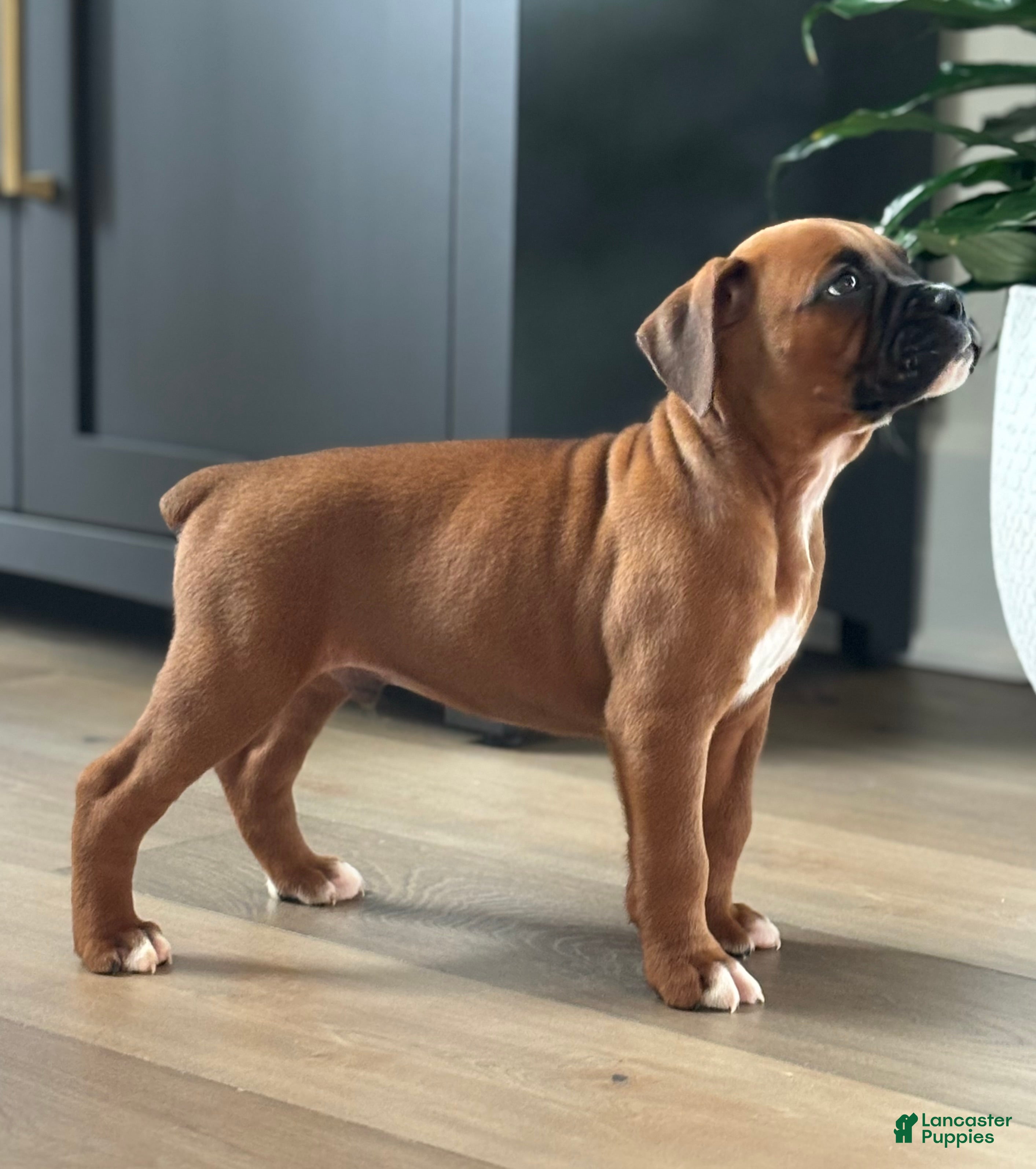 Boxer dogs Remi - Ad 1