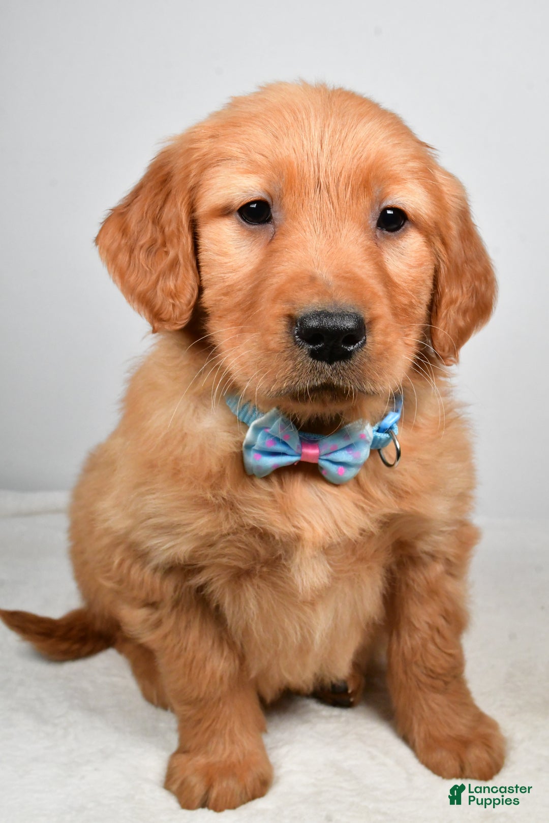 Golden Retriever dogs for sale: King - Ad 6