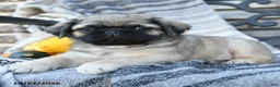 Pug dogs for sale: Captain Wrinkles - Ad 2