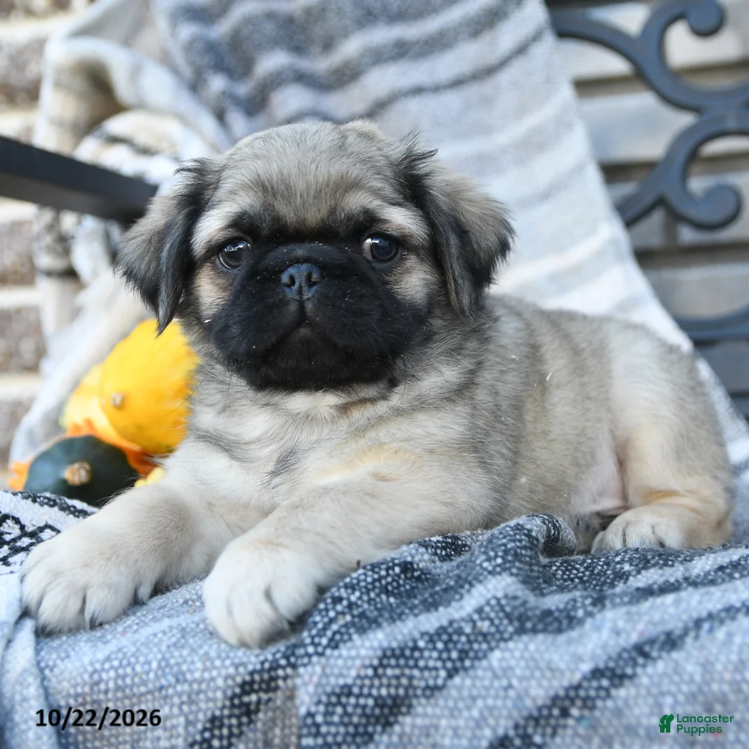 Pug dogs for sale: Captain Wrinkles - Ad 2