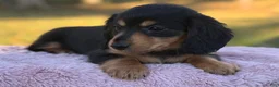 Miniature Dachshund dogs for sale: Etta - Ad 8