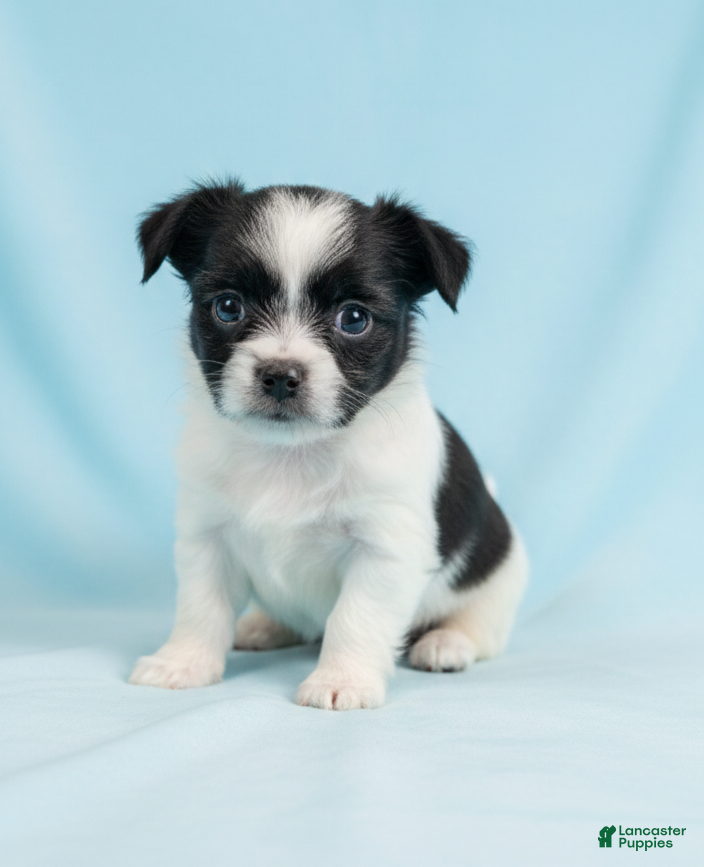 Mixed Breed dogs Danny - Ad 2