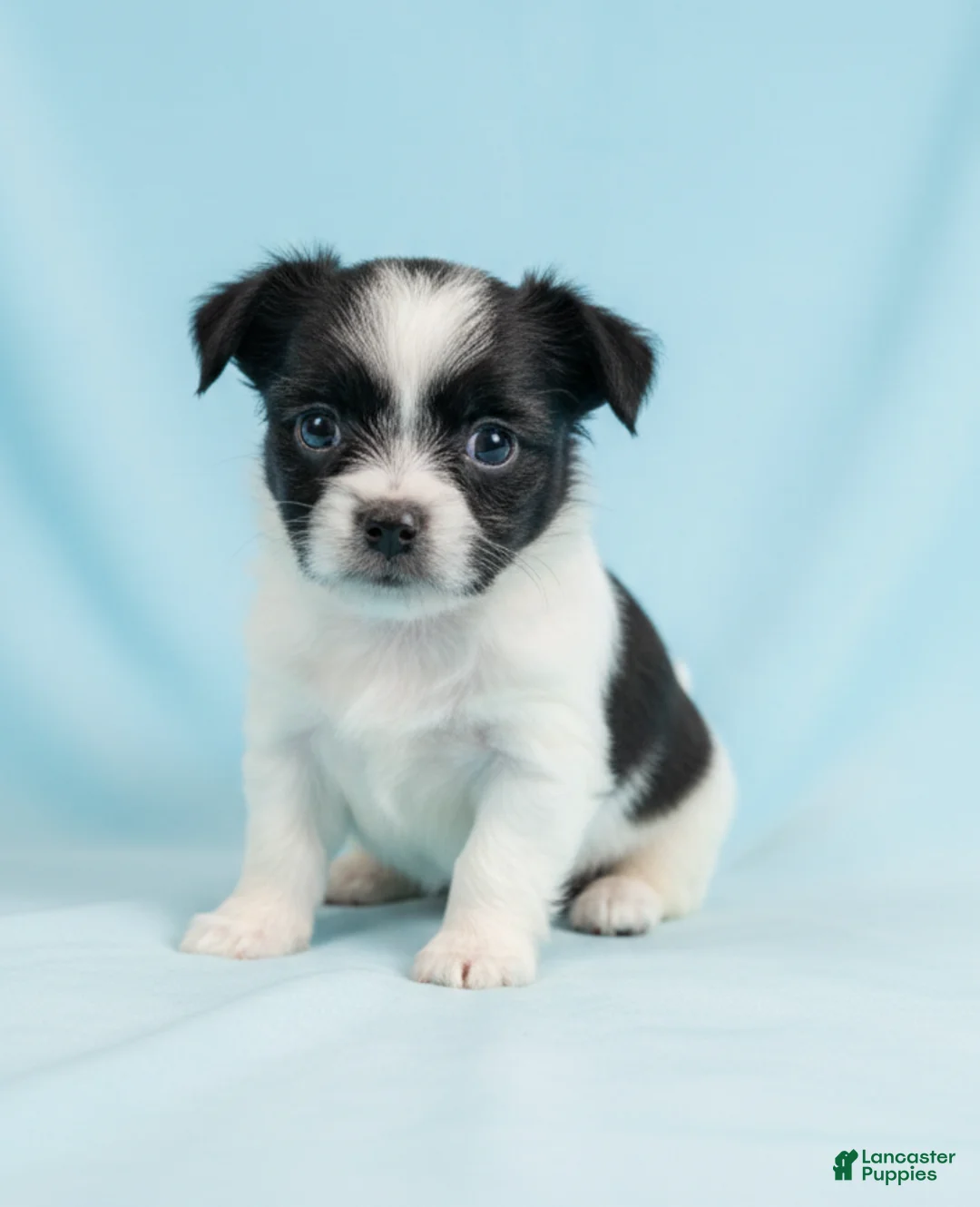 Mixed Breed dogs for sale: Danny - Ad 2