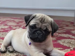 Pug dogs Violet - Ad 2