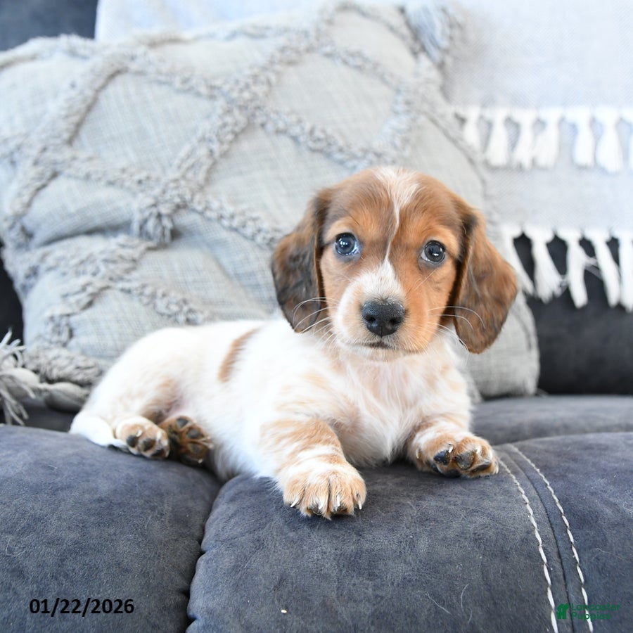 Miniature Dachshund dogs Leo - Ad 25
