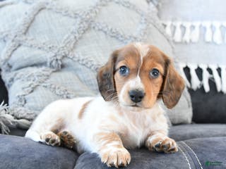 Miniature Dachshund dogs Leo - Ad 25