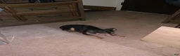 Chihuahua dogs for sale: Chihuahua Puppy 1 - Ad 6