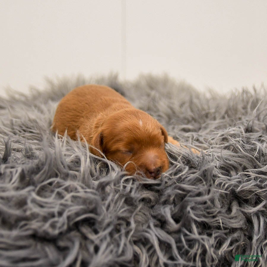 Cavapoo dogs Mighty - Ad 18