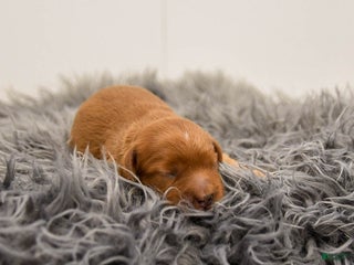 Cavapoo dogs Mighty - Ad 35