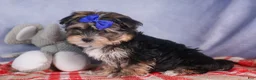 Morkie dogs for sale: Newton - Ad 25