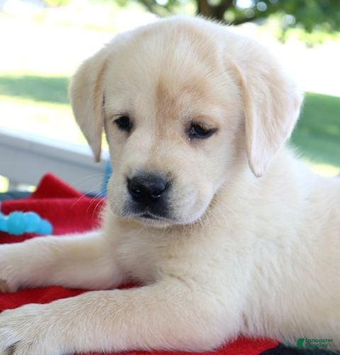Labrador Retriever dogs Logan- Champ lines - Ad 2