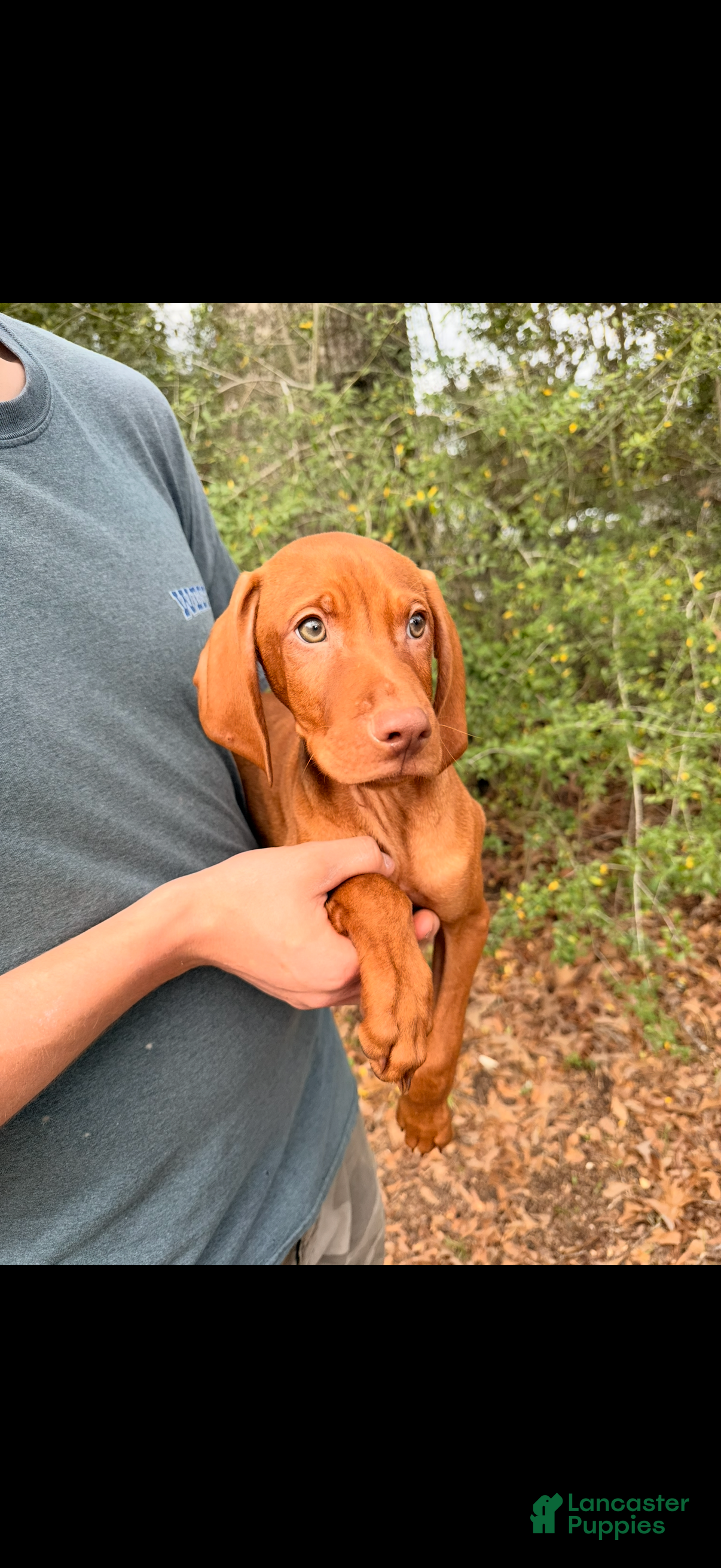 Vizsla dogs Black Male - Ad 1
