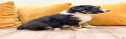 Australian Shepherd dogs for sale: Monty - Ad 5