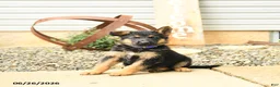 German Shepherd dogs for sale: Lyle - Ad 4