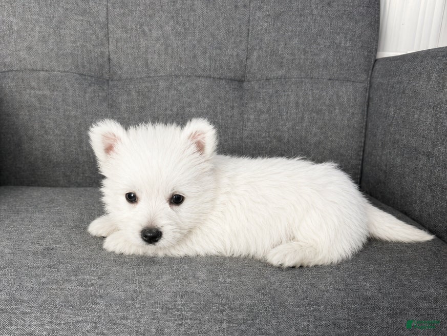 West Highland Terrier dogs Hailey - Ad 2