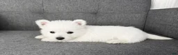 West Highland Terrier dogs for sale: Hailey - Ad 2