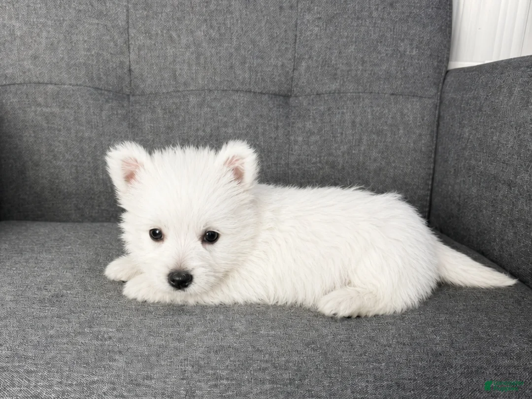 West Highland Terrier dogs for sale: Hailey - Ad 2