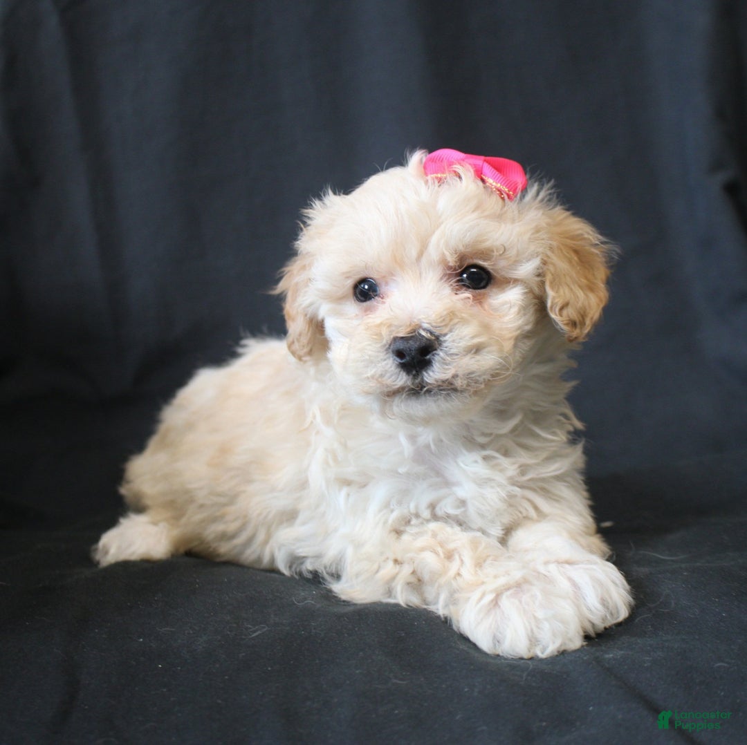 Bichpoo dogs for sale: Bobbie - Ad 1