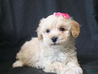 Bichpoo dogs Bobbie - Ad 17