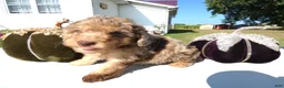 Toy Poodle dogs for sale: Toy Poodle 1 Expresso - Ad 4