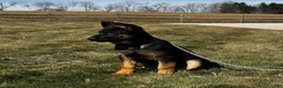 German Shepherd dogs for sale: Diego - Ad 2