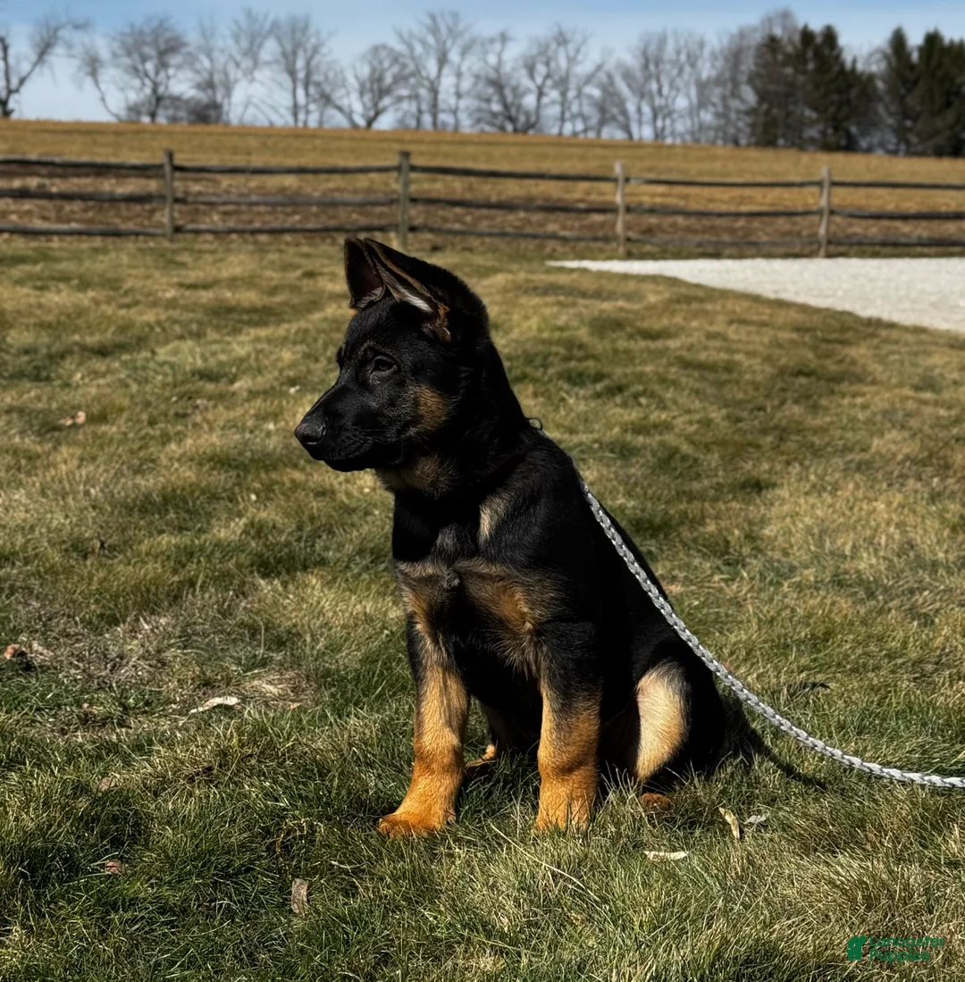 German Shepherd dogs for sale: Diego - Ad 2