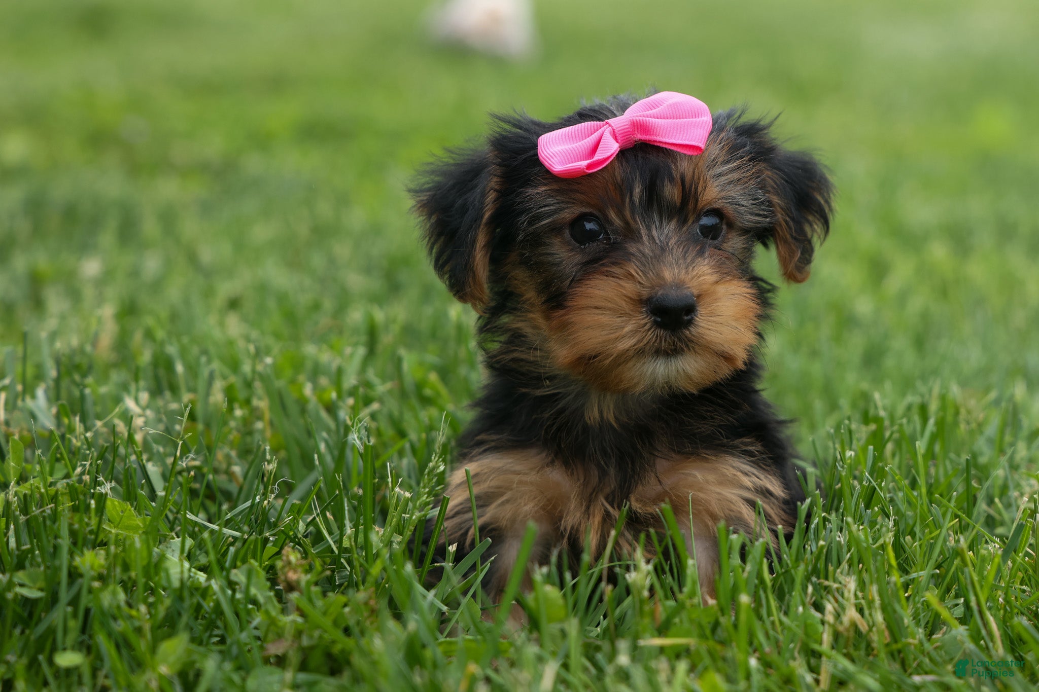 Yorkshire Terrier dogs  Betsy 🐶 - Ad 1