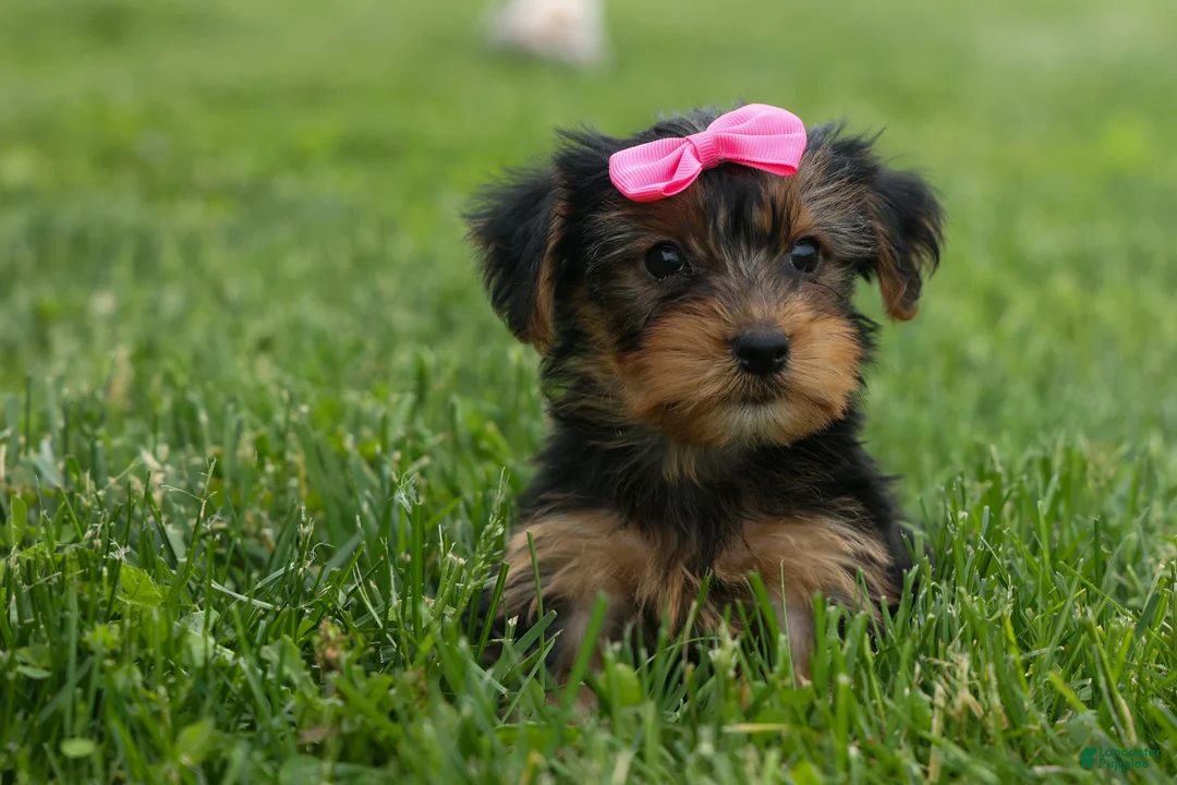 Yorkshire Terrier dogs for sale:  Betsy 🐶 - Ad 1
