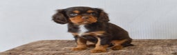 Cavalier King Charles Spaniel dogs for sale: Dahlia - Ad 4