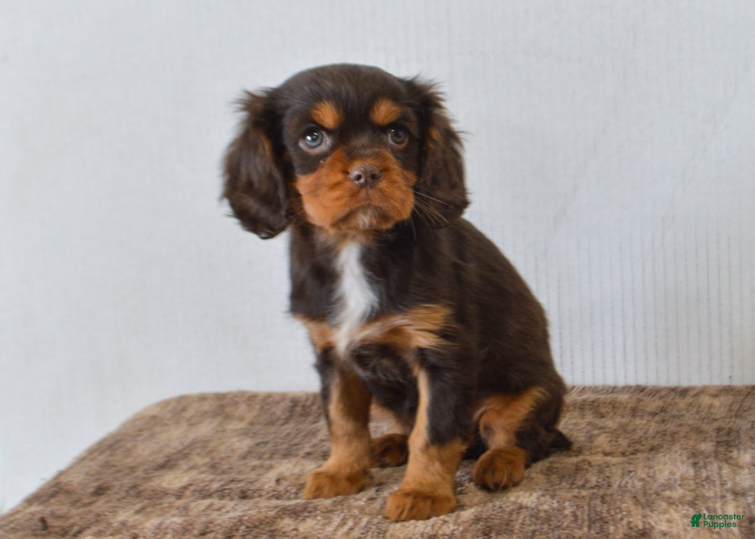 Cavalier King Charles Spaniel dogs for sale: Dahlia - Ad 4