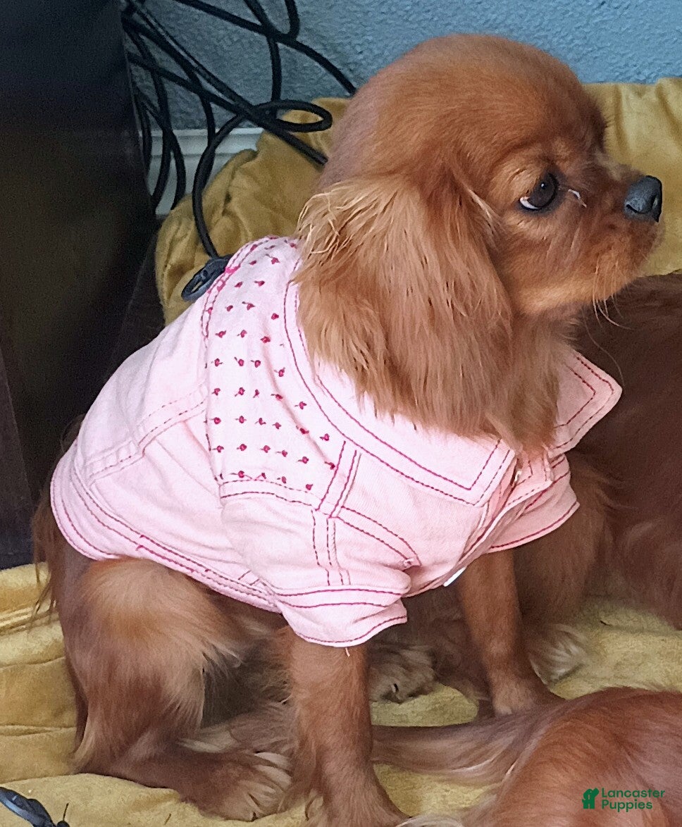 Cavalier King Charles Spaniel dogs Daisy  - Ad 1