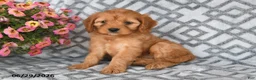 Cavapoo dogs for sale: Tilly - Ad 4