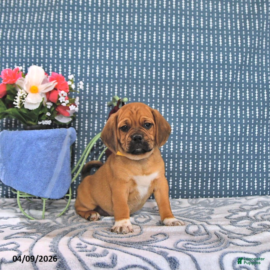 Puggle dogs Quentin - Ad 1