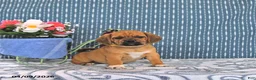 Puggle dogs for sale: Quentin - Ad 1