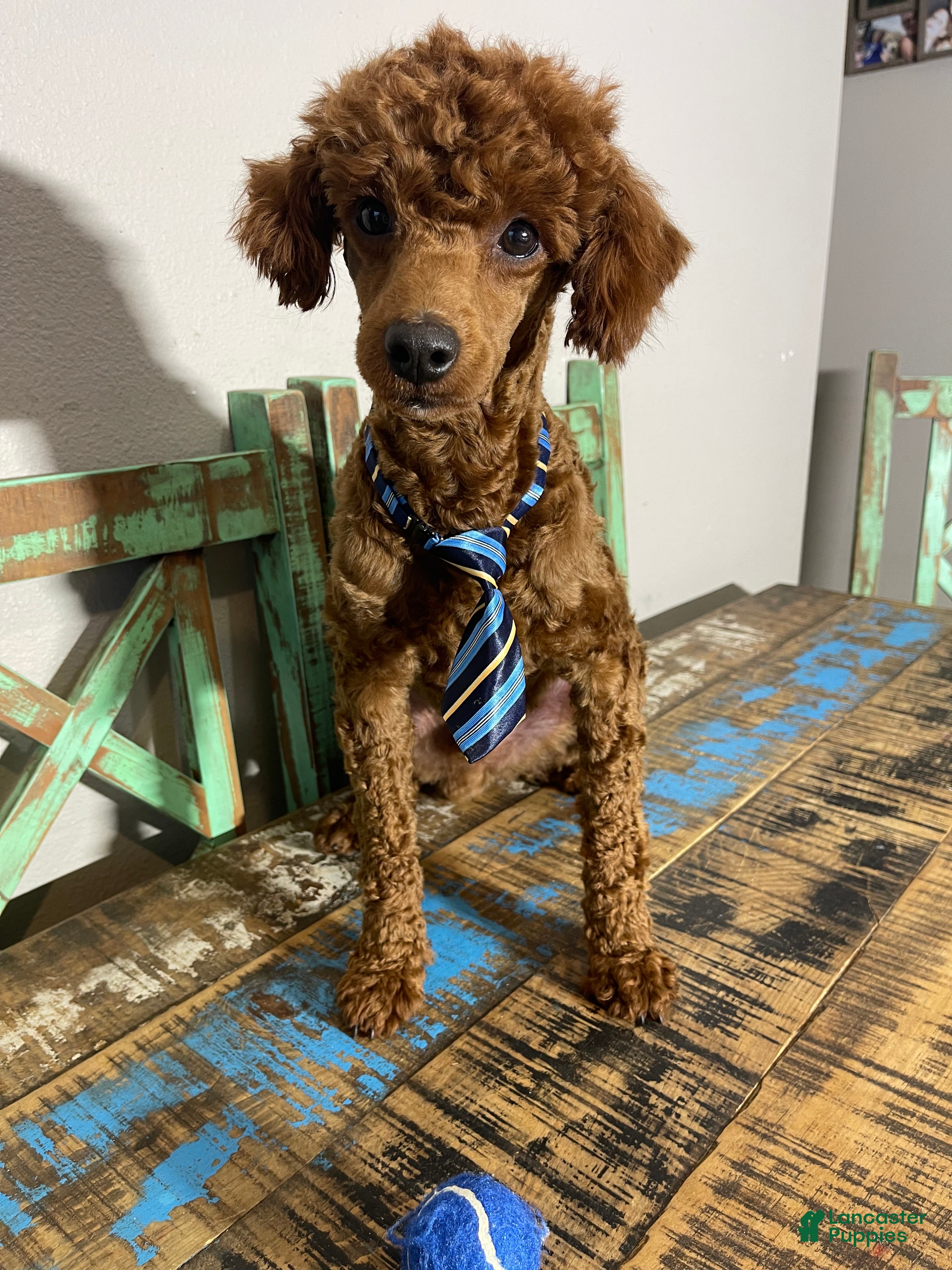 Miniature Poodle dogs Akc Clear Red Boy Bentley - Ad 6