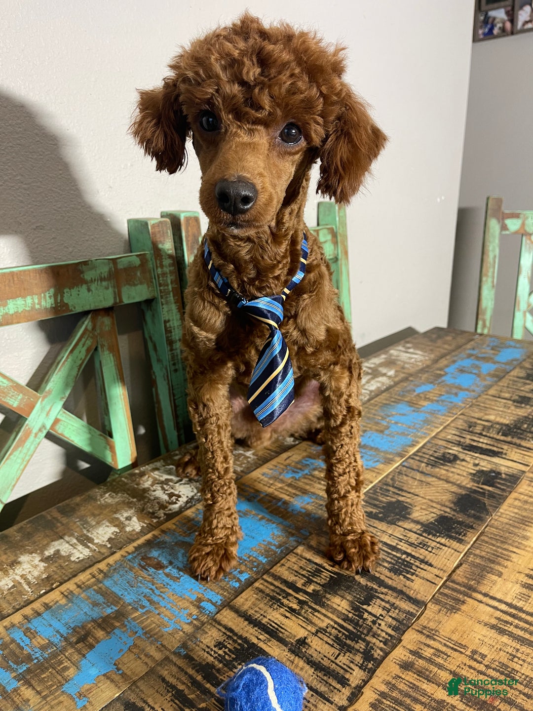 Miniature Poodle dogs for sale: Akc Clear Red Boy Bentley - Ad 1