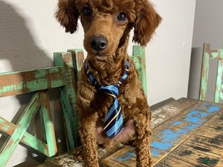 Miniature Poodle dogs Akc Clear Red Boy Bentley - Ad 19