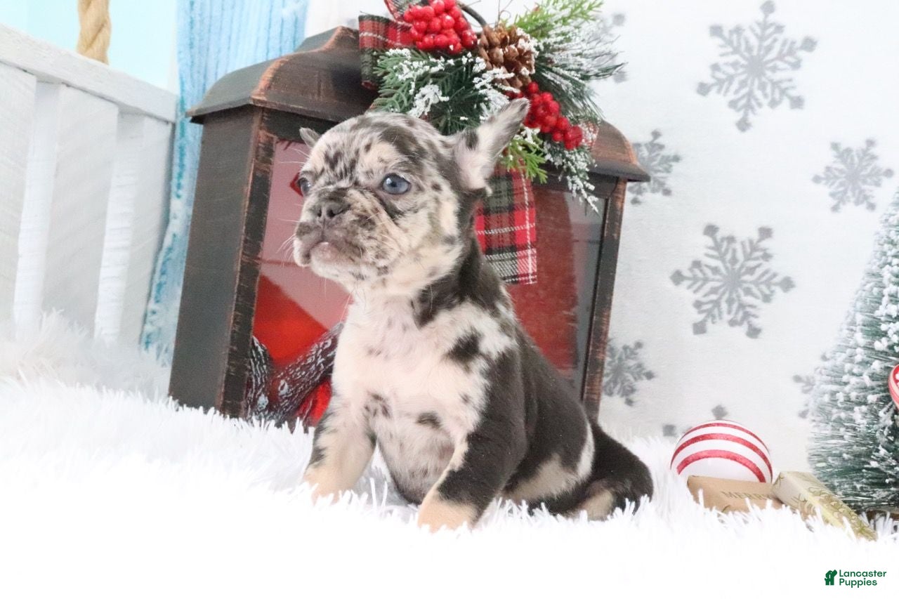 French Bulldog dogs Lilly - Ad 24