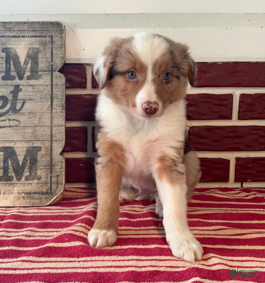 Mixed Breed dogs for sale: Simon - Ad 5