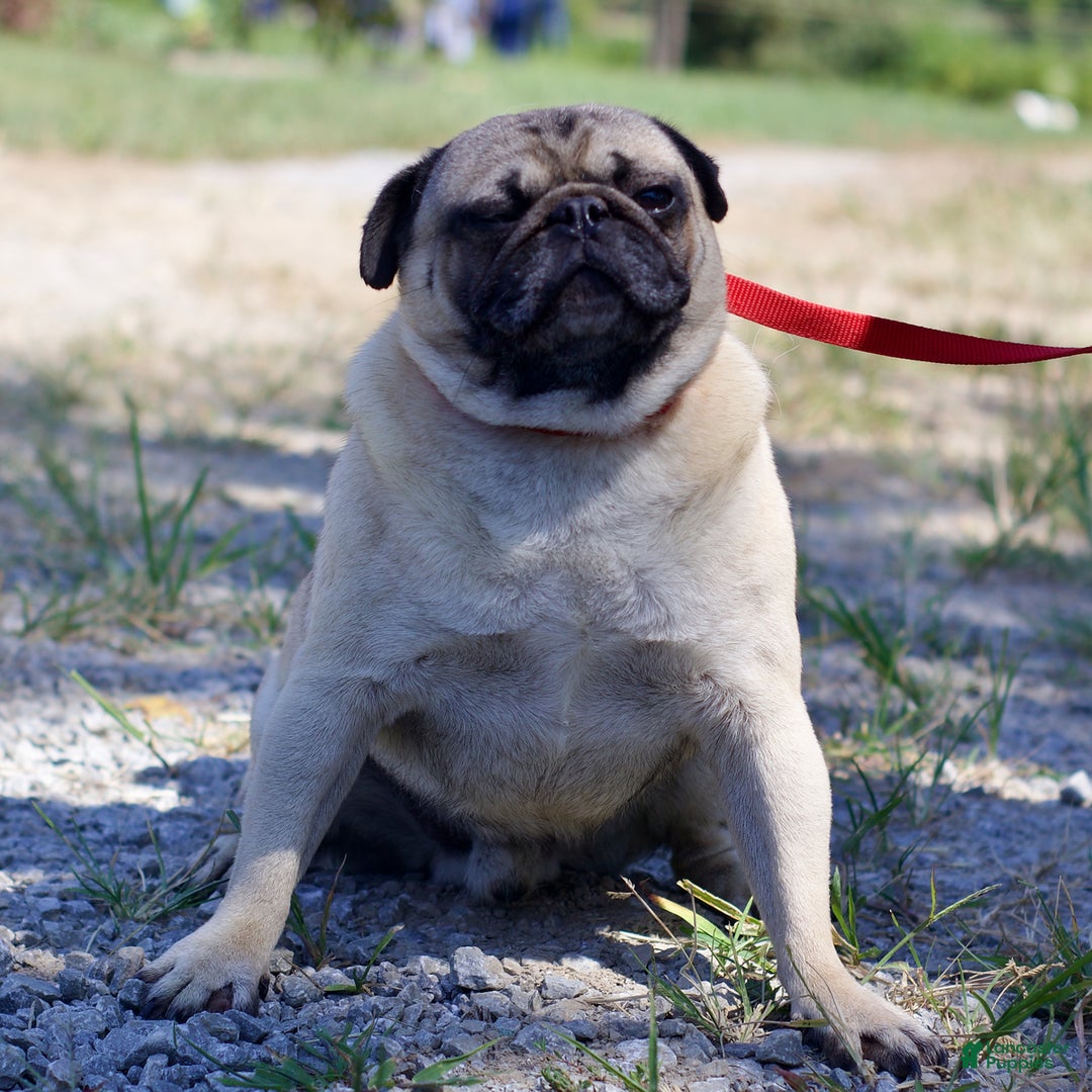 Pug dogs for sale: Pug Bug - Ad 7