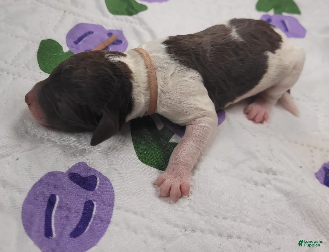 Labradoodle dogs for sale: Gloxinia  - Ad 5